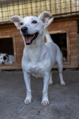 Alba ist sehr sozial zu Hunden und Katzen, Mischling - Hündin