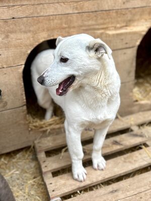 Alba ist sehr sozial zu Hunden und Katzen, Mischling - Hündin