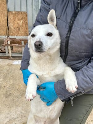 Alba ist sehr sozial zu Hunden und Katzen, Mischling - Hündin
