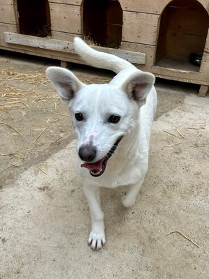 Alba ist sehr sozial zu Hunden und Katzen, Mischling - Hündin