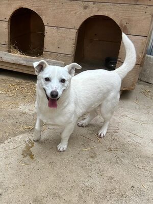 Alba ist sehr sozial zu Hunden und Katzen, Mischling - Hündin