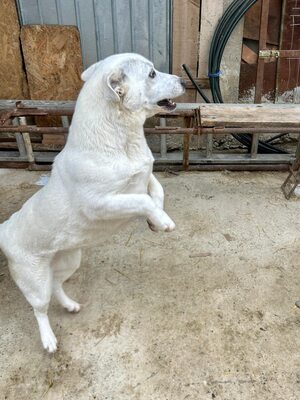 Alba ist sehr sozial zu Hunden und Katzen, Mischling - Hündin