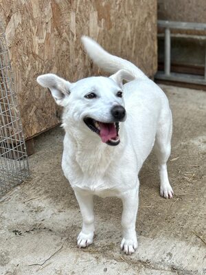 Alba ist sehr sozial zu Hunden und Katzen, Mischling - Hündin