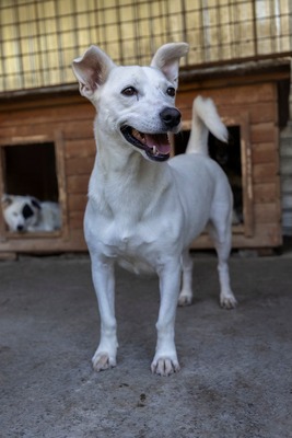 Alba ist sehr sozial zu Hunden und Katzen, Mischling - Hündin