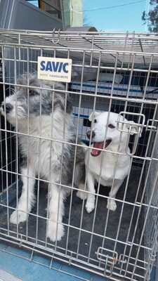 Alba ist sehr sozial zu Hunden und Katzen, Mischling - Hündin