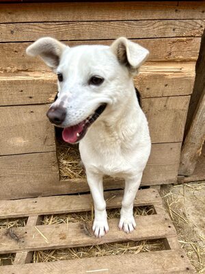 Alba ist sehr sozial zu Hunden und Katzen, Mischling - Hündin