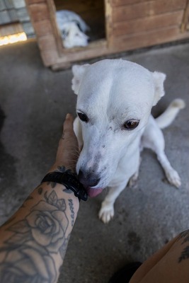 Alba ist sehr sozial zu Hunden und Katzen, Mischling - Hündin