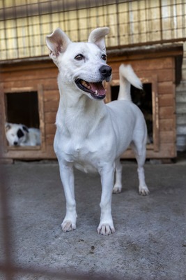 Alba ist sehr sozial zu Hunden und Katzen, Mischling - Hündin