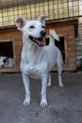 Alba ist sehr sozial zu Hunden und Katzen, Mischling - Hündin