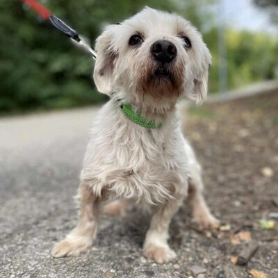 💥Albert, total netter Senior hat einen guten Charakter, ist sehr ruhig, sanft und freundlich❤️, Mischling - Rüde