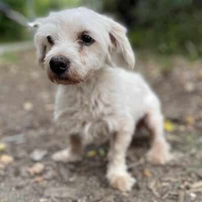 💥Albert, total netter Senior hat einen guten Charakter, ist sehr ruhig, sanft und freundlich❤️, Mischling - Rüde