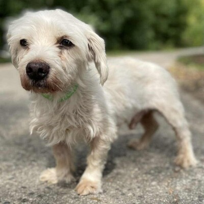 💥Albert, total netter Senior hat einen guten Charakter, ist sehr ruhig, sanft und freundlich❤️, Mischlingsrüde - Rüde