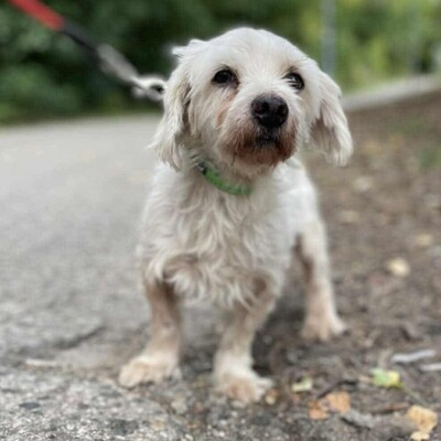 💥Albert, total netter Senior hat einen guten Charakter, ist sehr ruhig, sanft und freundlich❤️, Mischlingsrüde - Rüde