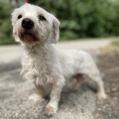 💥Albert, total netter Senior hat einen guten Charakter, ist sehr ruhig, sanft und freundlich❤️, Mischlingsrüde - Rüde