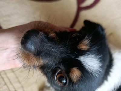 Albinuta, eine kleine tapfere Mama auf der Suche nach ihrem Glück