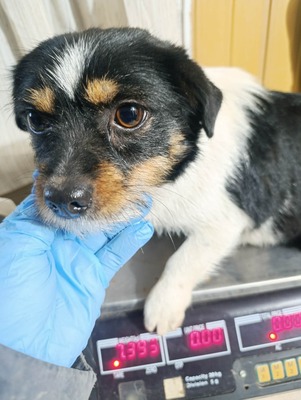 Albinuta, eine kleine tapfere Mama auf der Suche nach ihrem Glück, Mischling - Hündin