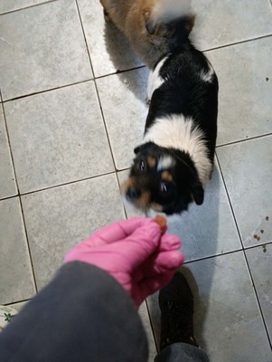 Albinuta, eine kleine tapfere Mama auf der Suche nach ihrem Glück, Mischling - Hündin