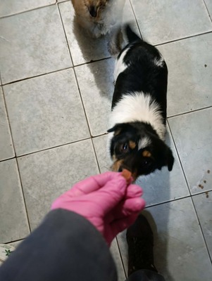 Albinuta, eine kleine tapfere Mama auf der Suche nach ihrem Glück, Mischling - Hündin