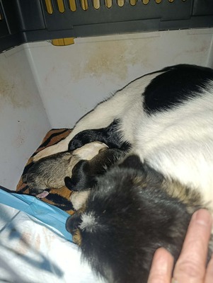 Albinuta, eine kleine tapfere Mama auf der Suche nach ihrem Glück, Mischling - Hündin