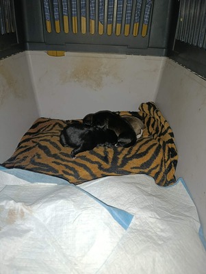 Albinuta, eine kleine tapfere Mama auf der Suche nach ihrem Glück, Mischling - Hündin