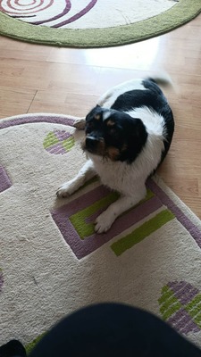 Albinuta, eine kleine tapfere Mama auf der Suche nach ihrem Glück, Mischling - Hündin