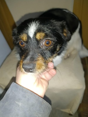 Albinuta, eine kleine tapfere Mama auf der Suche nach ihrem Glück, Mischling - Hündin