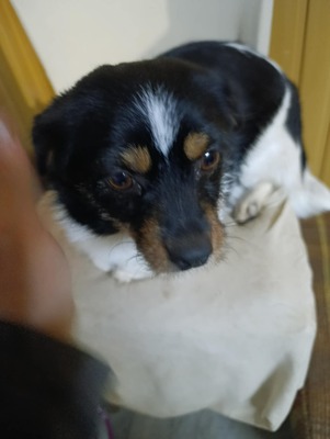 Albinuta, eine kleine tapfere Mama auf der Suche nach ihrem Glück, Mischling - Hündin