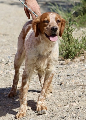 Aldo, Betonen - Mix - Rüde