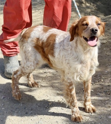 Aldo, Betonen - Mix - Rüde