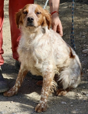 Aldo, Betonen - Mix - Rüde