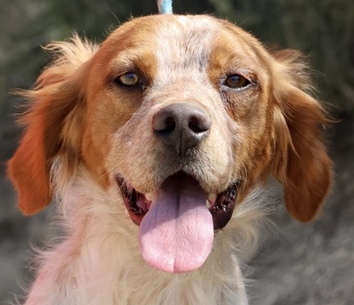 Aldo, Betonen - Mix - Rüde