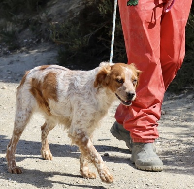 Aldo, Betonen - Mix - Rüde