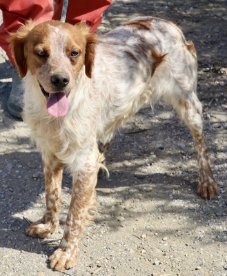 Aldo, Betonen - Mix - Rüde