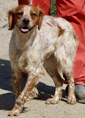 Aldo, Betonen - Mix - Rüde