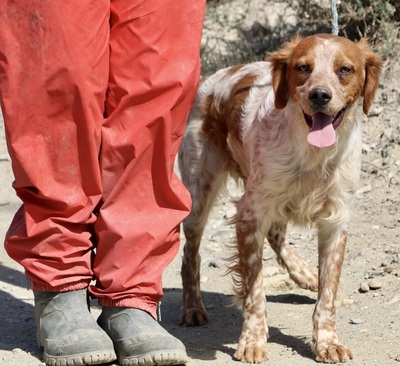 Aldo, Betonen - Mix - Rüde