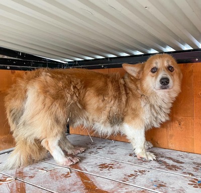 🌻 Aldrich - Corig-Mix - Rüde - mag seine Ruhe, Corgi-Mix - Rüde