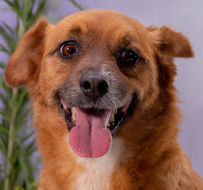 Alec - ein kleiner Sonnenschein, Mischling - Rüde