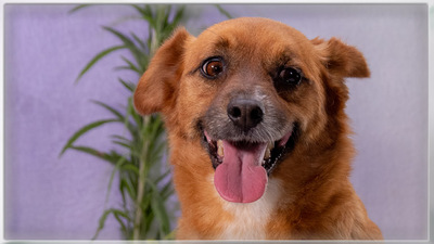 Alec - ein kleiner Sonnenschein, Mischling - Rüde