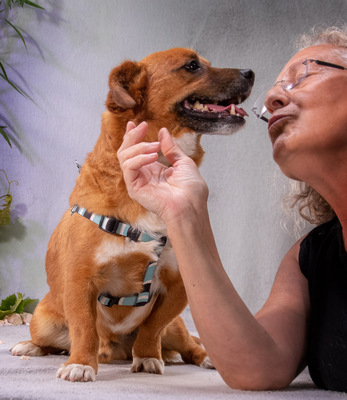 Alec - ein kleiner Sonnenschein, Mischling - Rüde