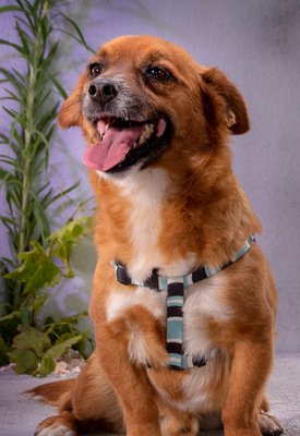 Alec - ein kleiner Sonnenschein, Mischling - Rüde