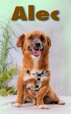 Alec - ein kleiner Sonnenschein, Mischling - Rüde