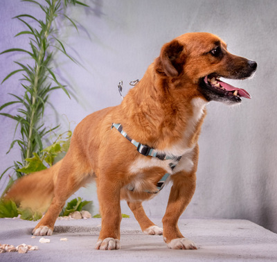 Alec - ein kleiner Sonnenschein, Mischling - Rüde