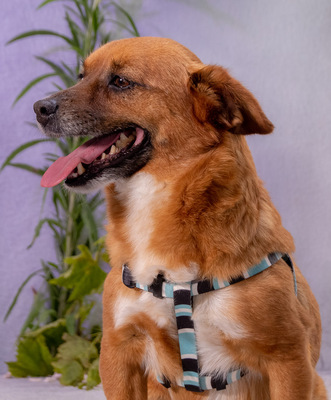 Alec - ein kleiner Sonnenschein, Mischling - Rüde