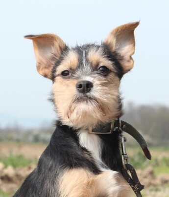 Alenia, Mischling Welpen - Hündin