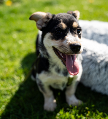 Alessio, mischling Welpen - Rüde