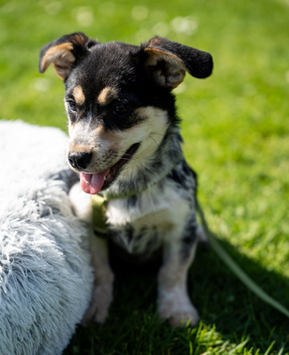 Alessio, mischling Welpen - Rüde