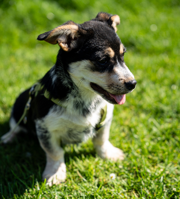 Alessio, mischling Welpen - Rüde