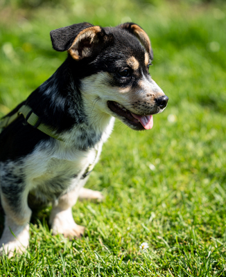 Alessio, mischling Welpen - Rüde