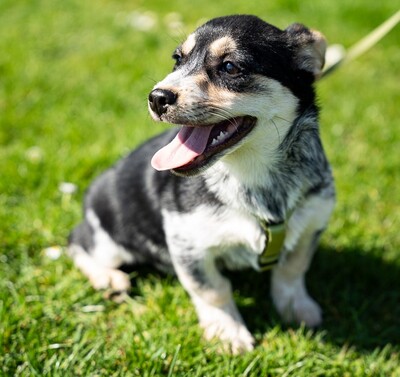 Alessio, mischling Welpen - Rüde