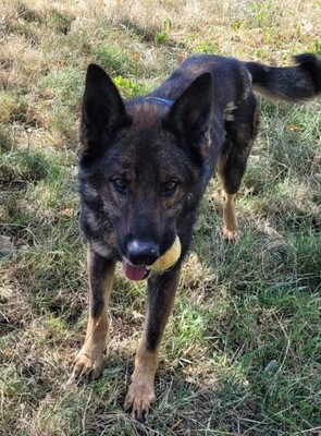 Alex Altdeutecher Schäferhund Mix sucht dringend ei Zuhause, Altdeutscher Schäferhund Mix - Rüde
